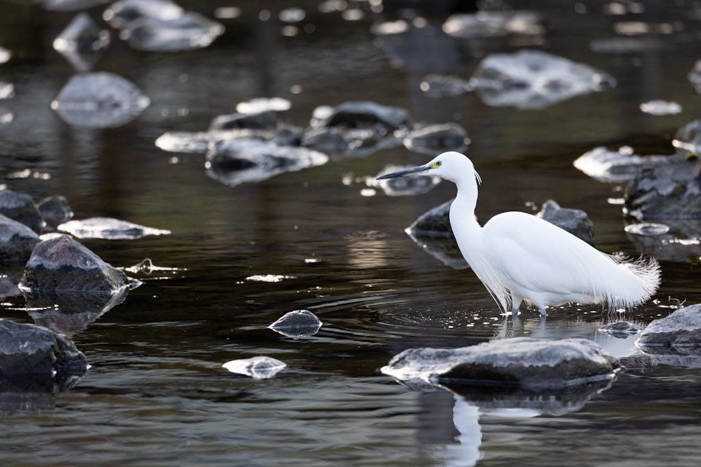 白鳥庭園のコサギその1