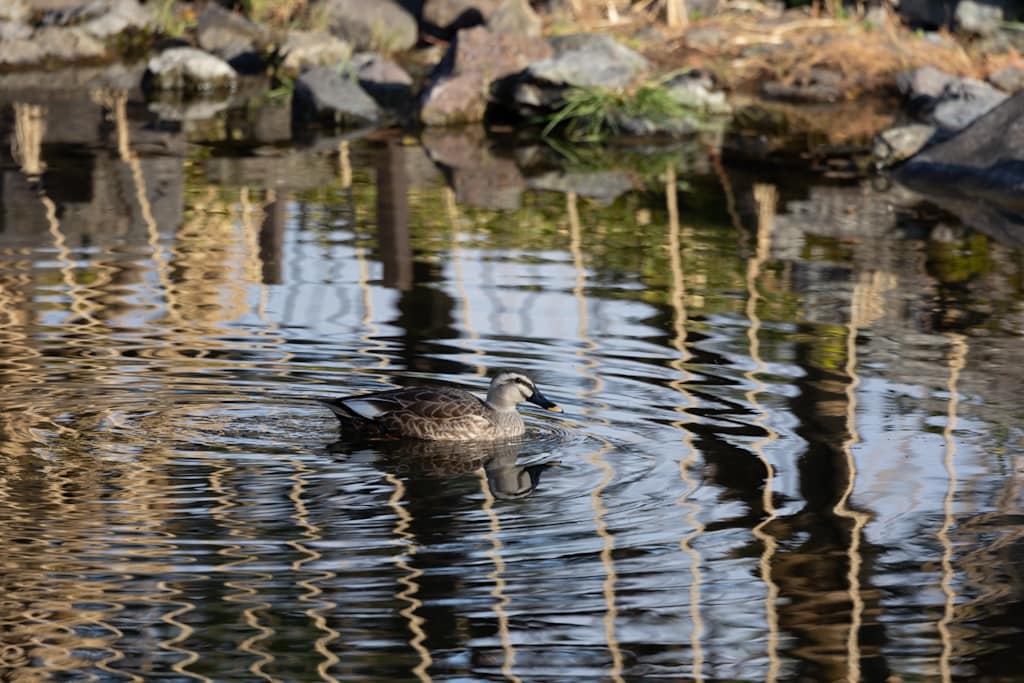 白鳥庭園のカモ