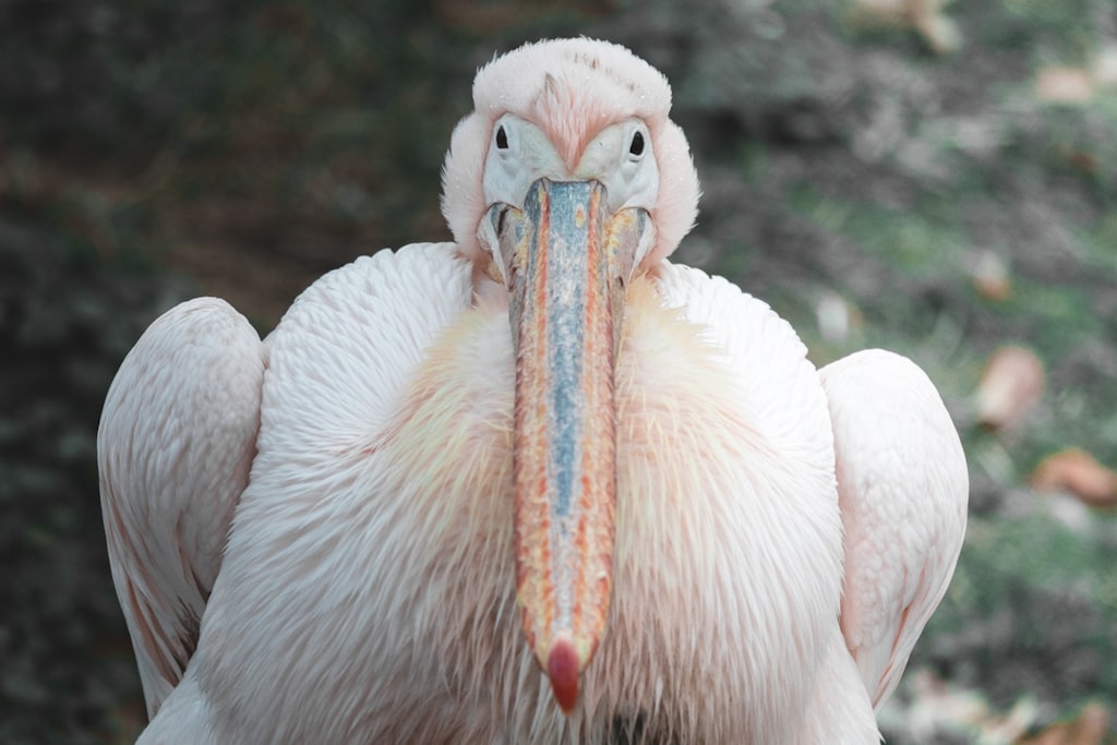 東山動物園のペリカン